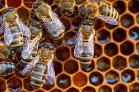 Continúa la muerte masiva de abejas por uso de agrotóxicos, advierte investigadora de la UASLP