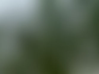 Sanidad Vegetal intensifica control aéreo contra la langosta en la Huasteca Potosina