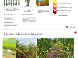 Comité de Producción y Calidad Cañera de Plan de San Luis refuerza vigilancia para evitar propagación de plaga en cultivos de caña