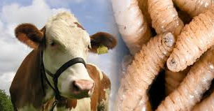 Cierran nuevamente frontera de EE. UU. a ganado mexicano por caso de gusano en Veracruz