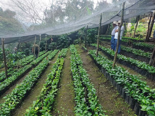 Impulsan huertos escolares de café en la Huasteca potosina