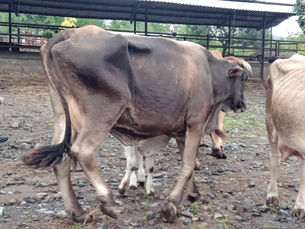 Preparan en Tamuín corrales y baños preventivos para el ganado en tránsito
