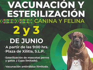 Brigada de vacunación y esterilización canina y felina llegará a Xilitla