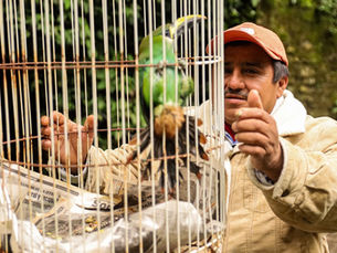 Rescatan y liberan tucaneta esmeralda en Xililta