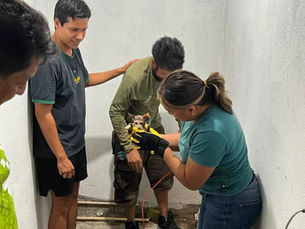 Rescatan a gato atrapado en tubería tras más de 11 horas de labores