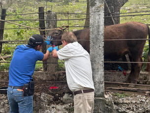 Detectan tercer caso de gusano barrenador en Xilitla