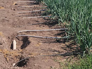 Mantienen suspensión de riego rodado para garantizar suministro de agua