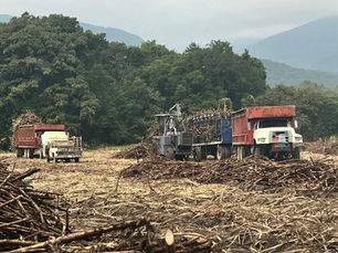 Inicia la zafra en el Ingenio Alianza Popular con meta de 1.25 millones de toneladas