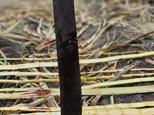 Especialistas alertan sobre posibles rebrotes de esta plaga en el país