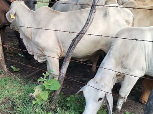 Ganaderos de la Huasteca llaman a reportar sin temor ante posible llegada del gusano barrenador