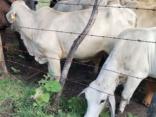 San Luis Potosí se mantiene libre del gusano barrenador del ganado