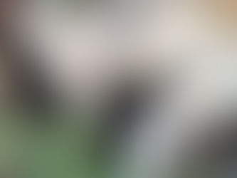 San Luis Potosí se mantiene libre del gusano barrenador del ganado