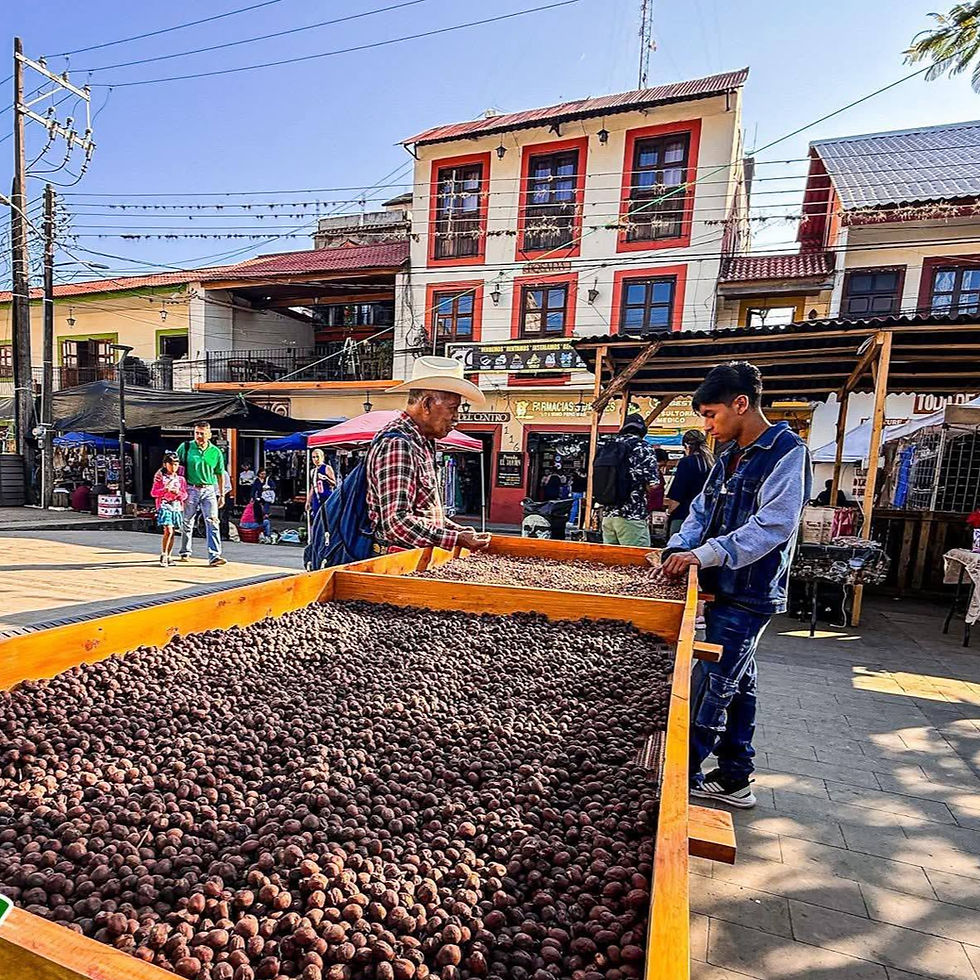 Xilitla impulsa renovación de café y capacitación para elevar calidad y precio del grano
