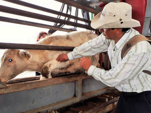 Estado refuerza prevención de gusano barrenador en personas