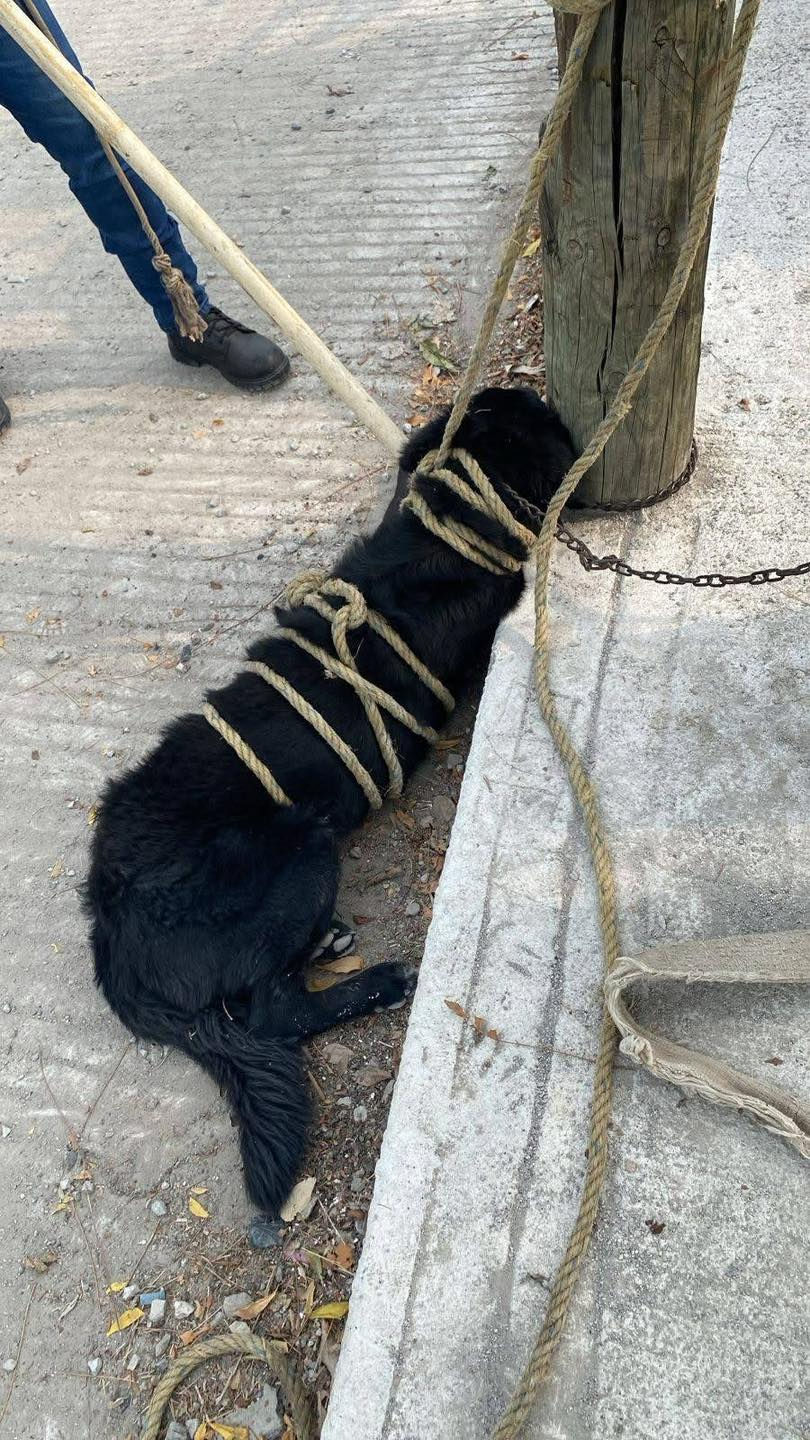 Ambientalista señala negligencia de Protección Civil en caso de perro muerto tras ataque en Ciudad Valles