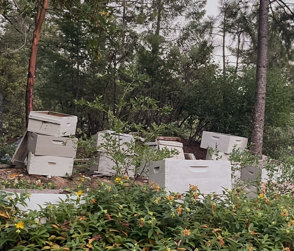 Thumbnail: Raw Sierra Honey
