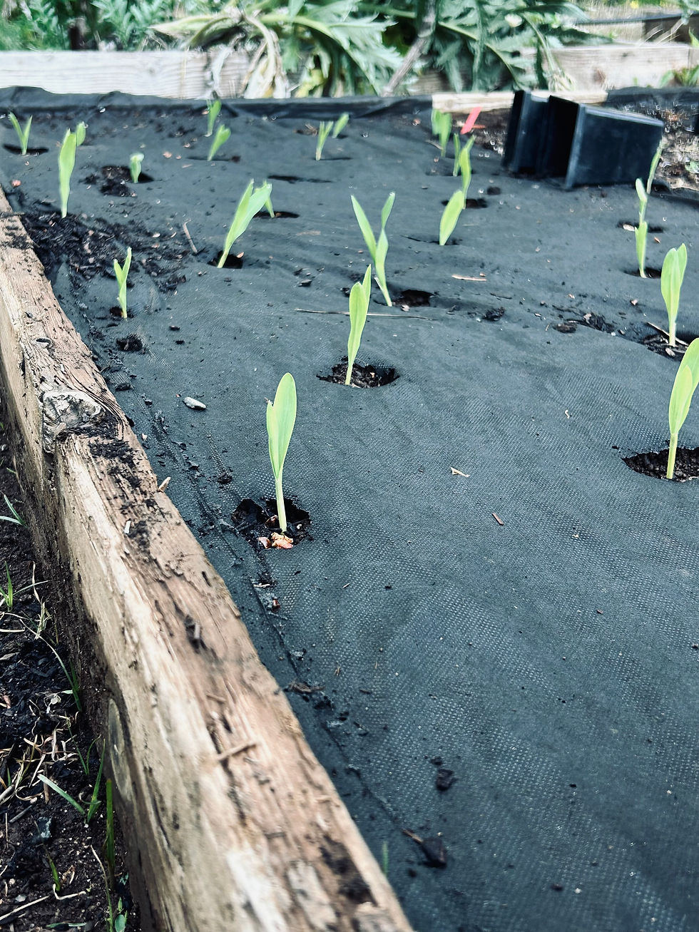Young heirloom seedlings growing at Sierra Mountain Honey Farms