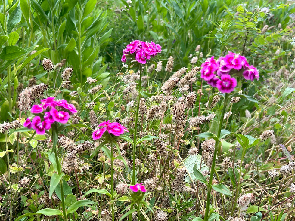 Seasonal wildflowers from the Sierra foothills
