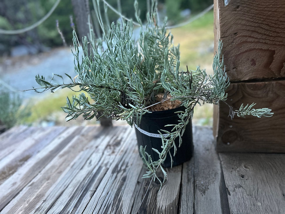 Homegrown herbs from Sierra Mountain Honey Farms