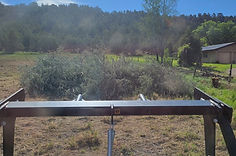 Before: Russian Olive Mulching
