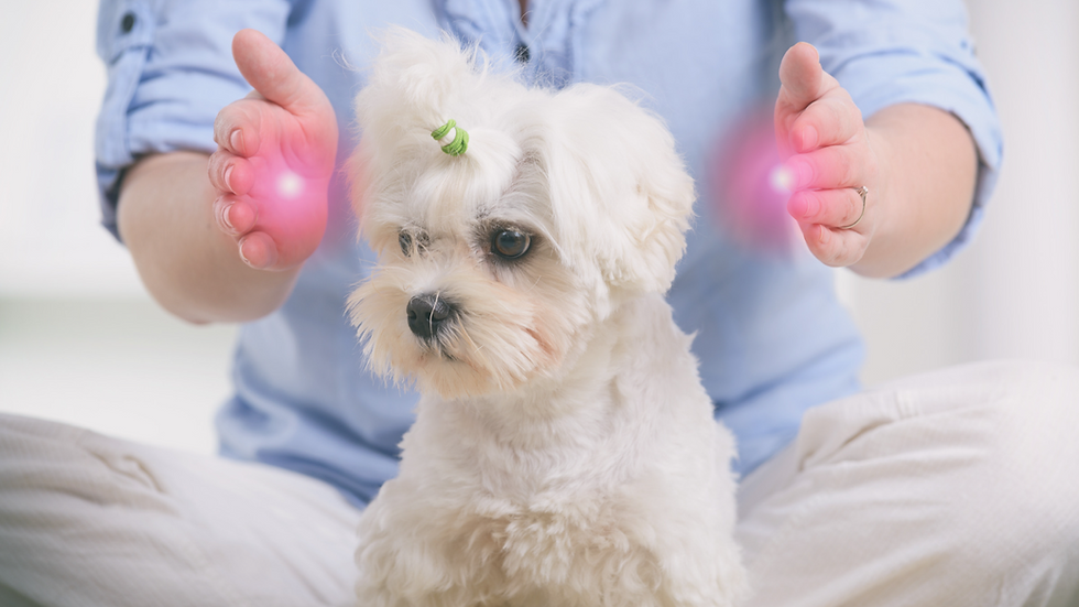 cachorro branco recebendo reiki