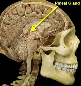 Corte transversal do crânio humano mostrando a localização da glândula pineal no centro do cérebro.