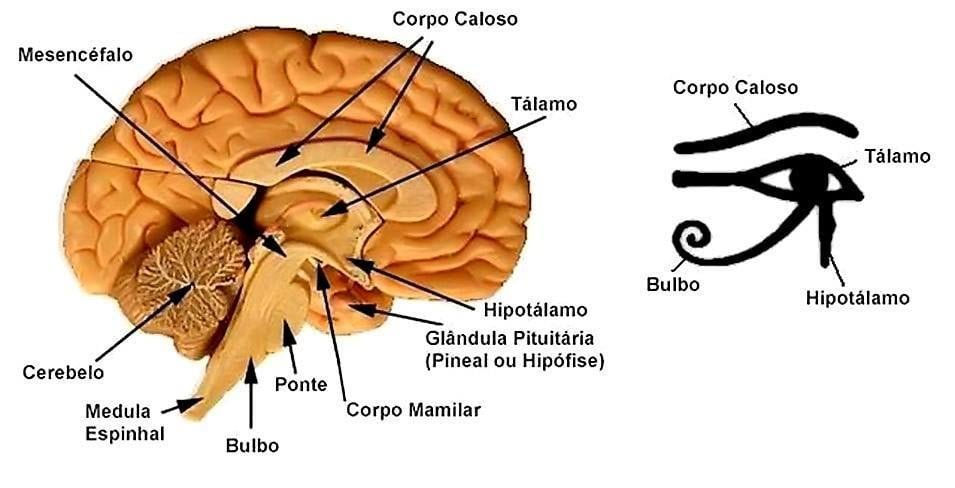 Glândula Pineal