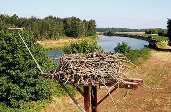 Osprey Solutions LLC, Universal Raptor Nest Deterrent Osprey nest on a light poll