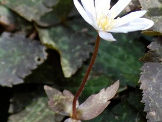 植物ニュース ユキワリイチゲ