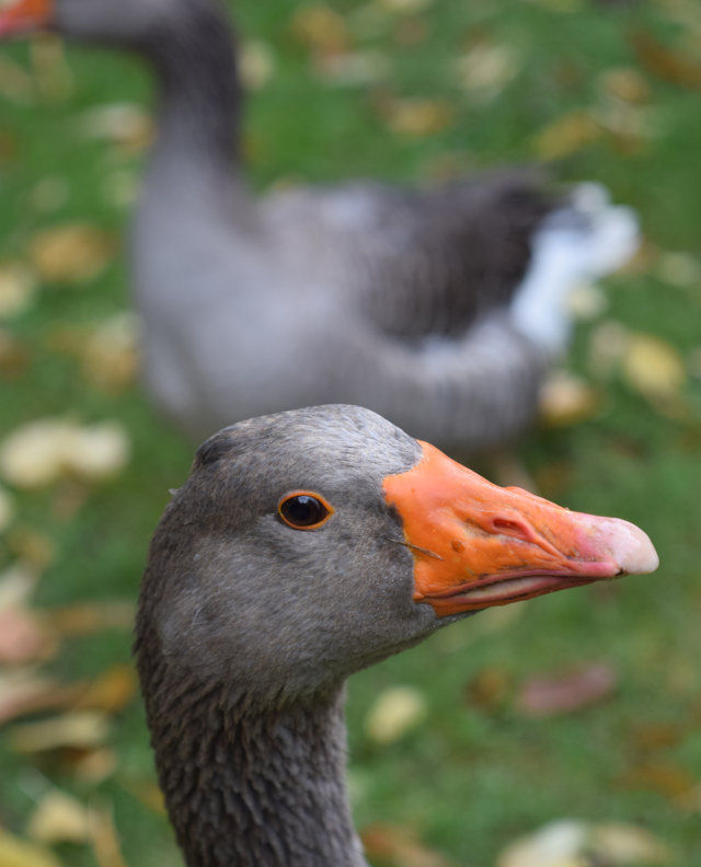 My geese