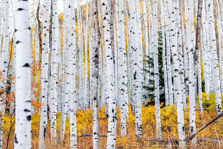 Foliage in autumn fall on Castle Creek scenic road with colorful yellow leaves on american