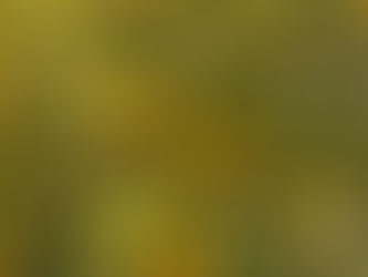 キンカンの販売を開始しました