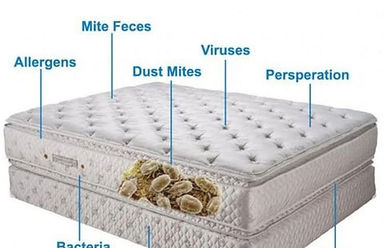 mattress-dust-mites_480x480.jpg