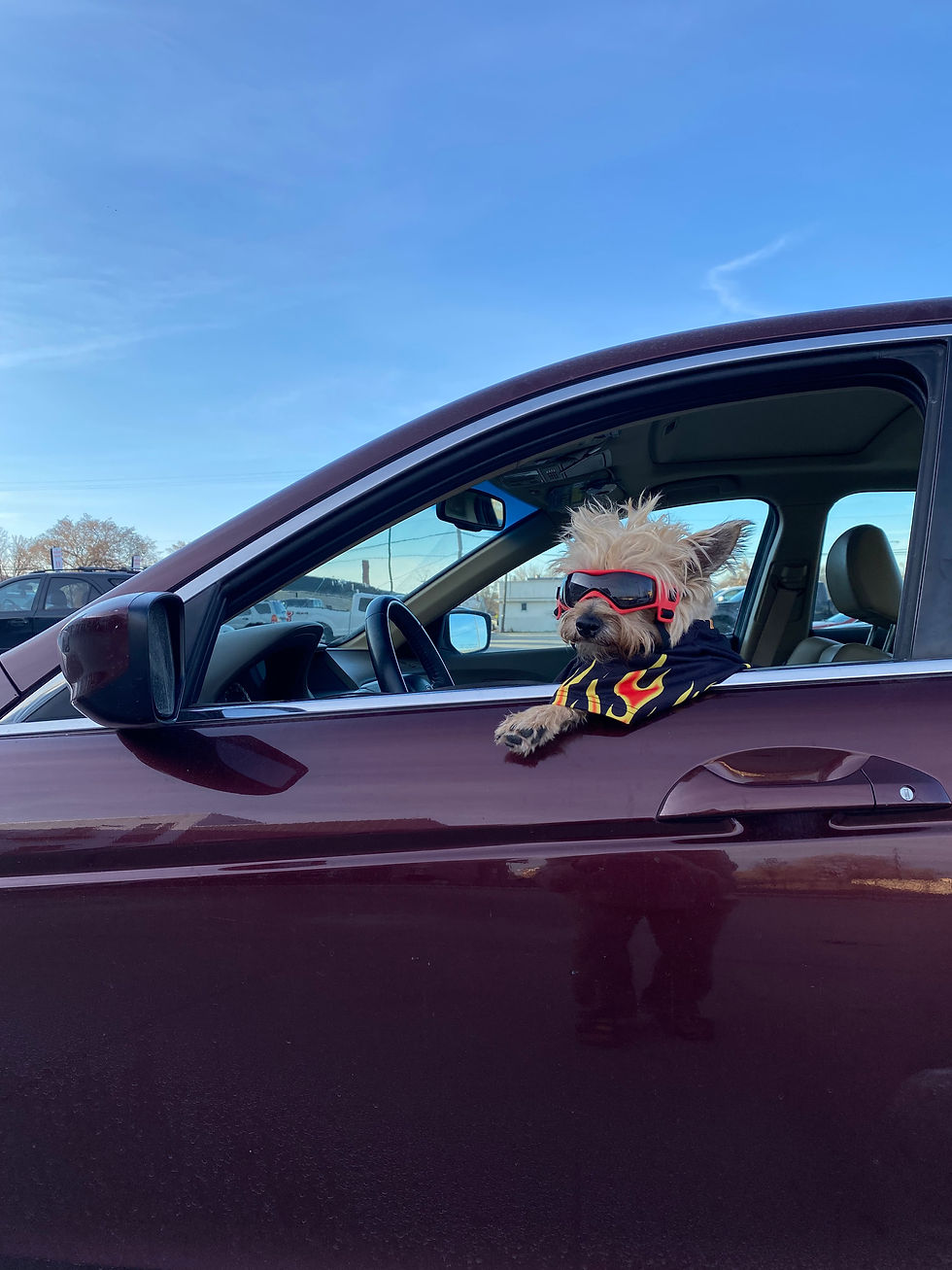 Pup Fieri