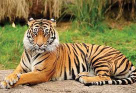         विलुप्त जीवों का संरक्षण: एक आपदा के रूप में