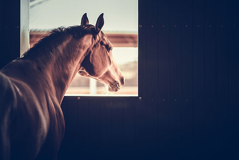 AdobeStock_273862721.jpeg