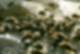 rat_infestation