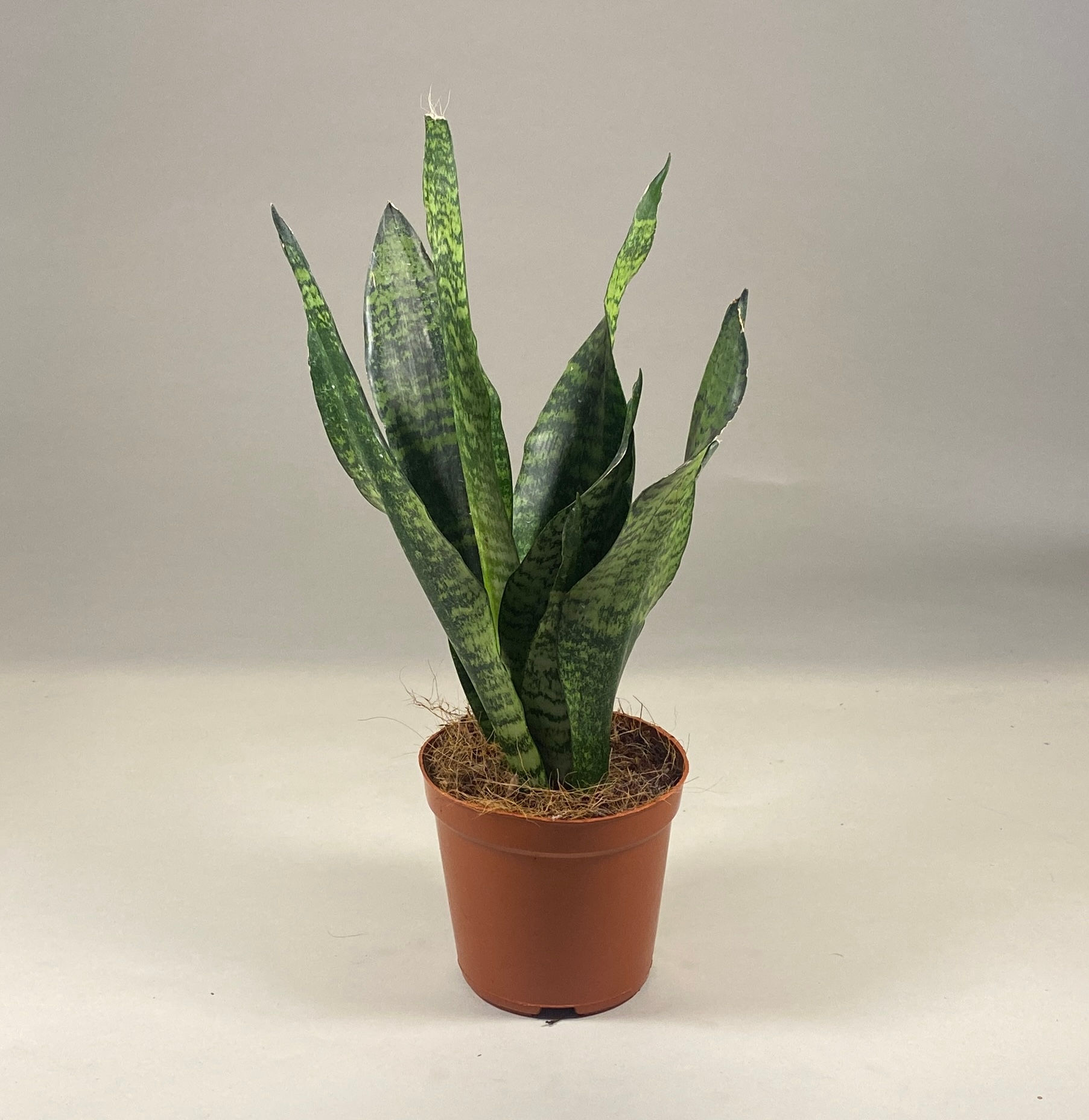 Plant with Pot -Sansevieria