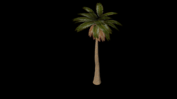 BijleveldJennyPalmTree1