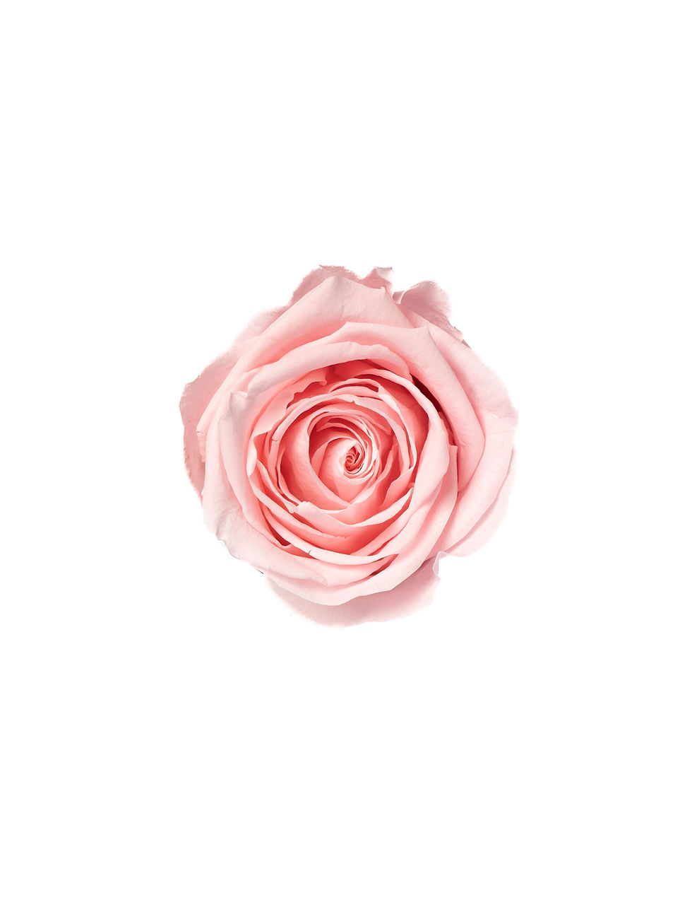 Miniaturbild: Glamour Velvet Flowerbox BABY PINK in MINI
