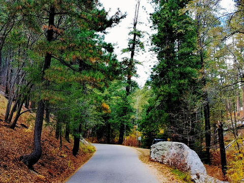 A scenic view of a curving asphalt road disappearing into a vibrant forest on Mt. Lemmon in Summerhaven, Arizona. The ground is covered in fallen autumn leaves in shades of orange and brown, contrasting with tall green pine trees and hints of changing foliage. A large boulder sits on the right side of the road.