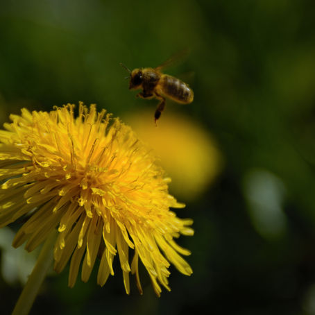 Blomster og bier