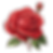one red rose botany illustration.png