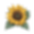 one sunflower _edited.png
