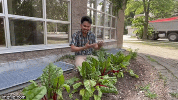 Michael Gomiega's Garden