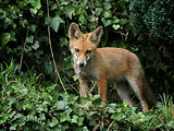 Renard roux renardeau
