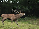 Cerf élaphe