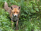 Renard roux