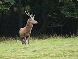 Cerf élaphe