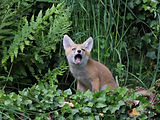 Renard roux renardeau